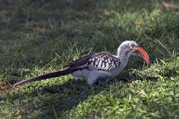 Image of Northern Red-billed Hornbill