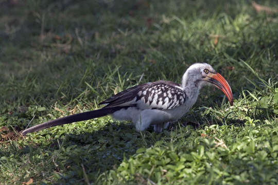 Image of Northern Red-billed Hornbill