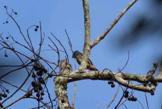 Image of Buff-throated Purpletuft