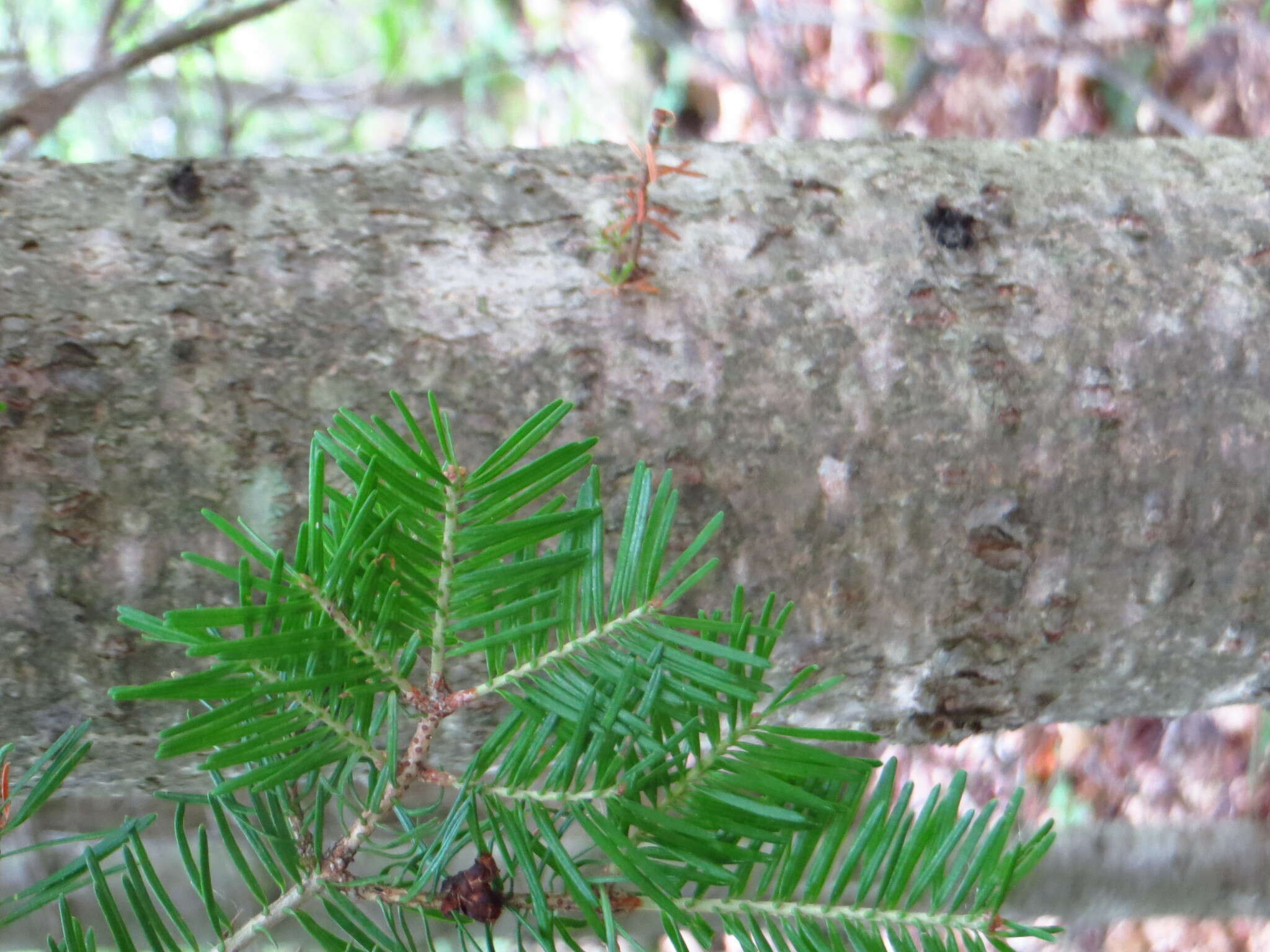 Imagem de Abies balsamea (L.) Mill.