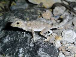 Image of Carter’s Semaphore Gecko