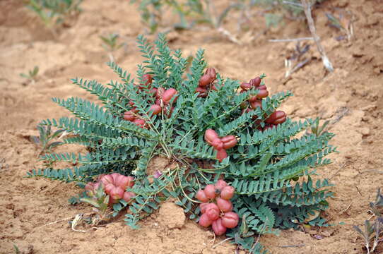 Imagem de Astragalus physodes L.