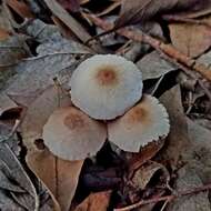 Image of Coprinellus xanthothrix (Romagn.) Vilgalys, Hopple & Jacq. Johnson 2001