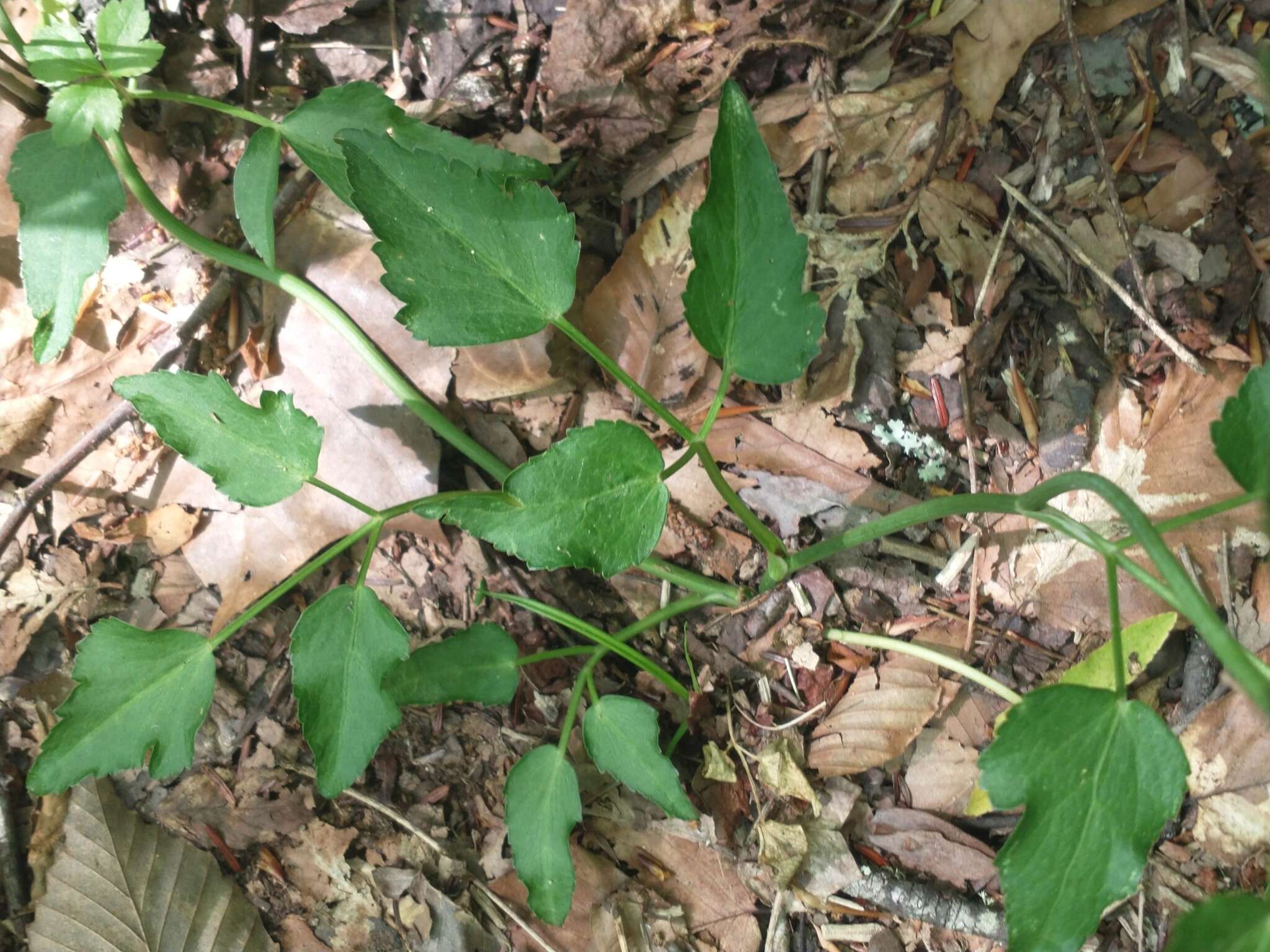 Image of Thaspium trifoliatum var. trifoliatum