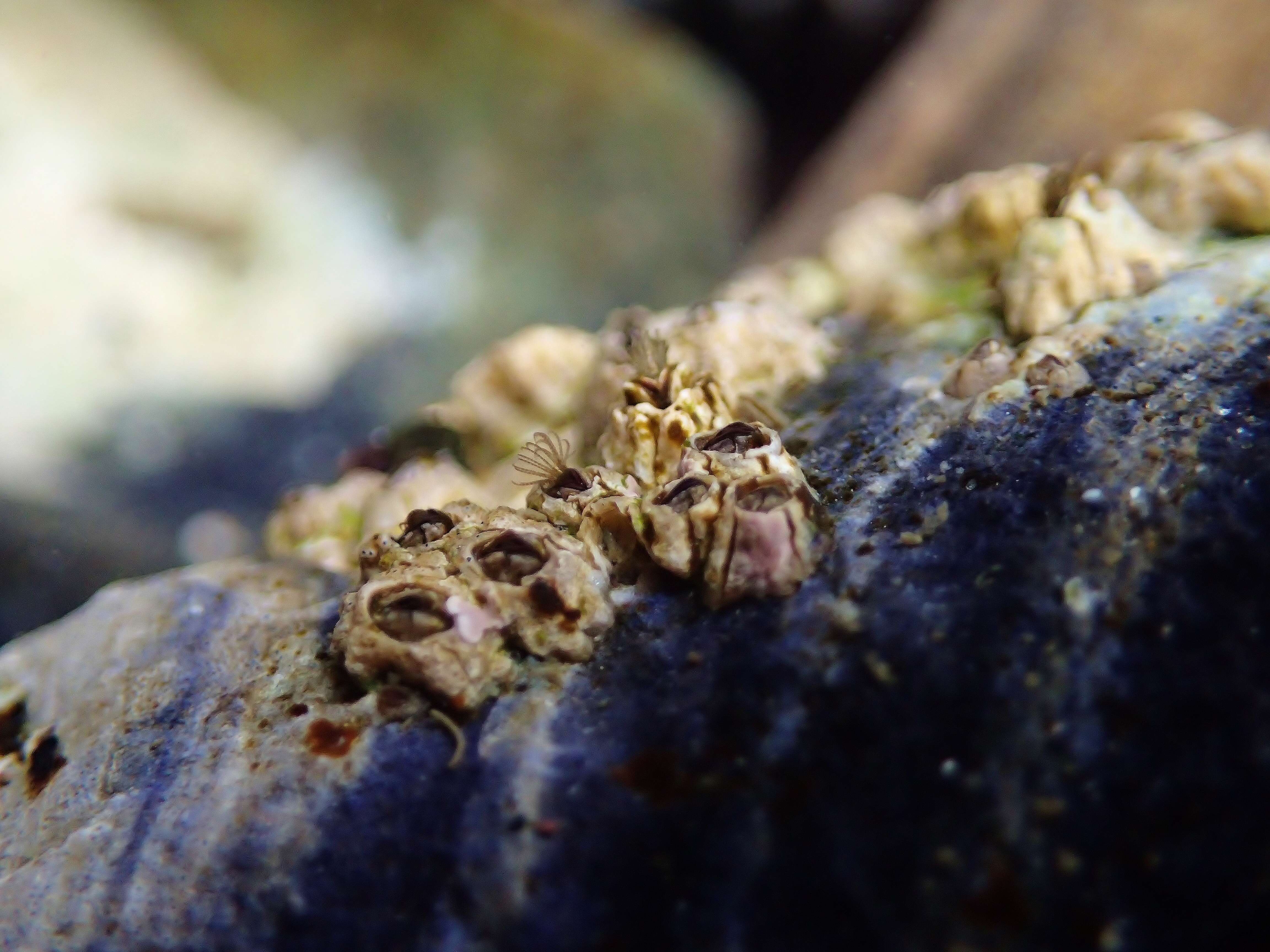 Image of barnacles