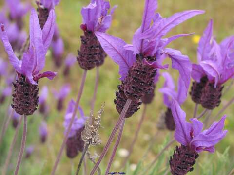 Image of Lavandula pedunculata subsp. sampaiana (Rozeira) Franco