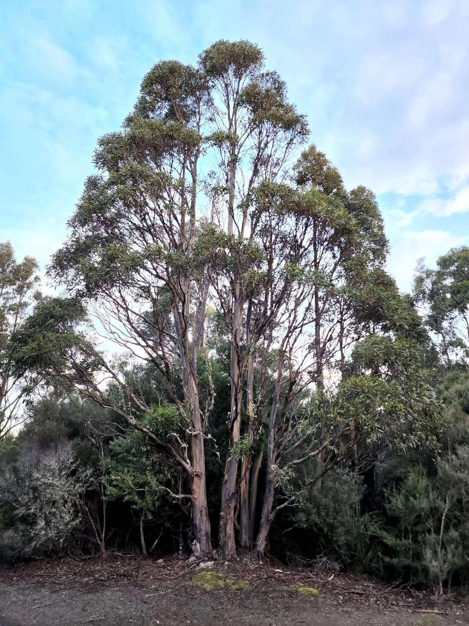 Image of Eucalyptus subcrenulata Maiden & Blakely