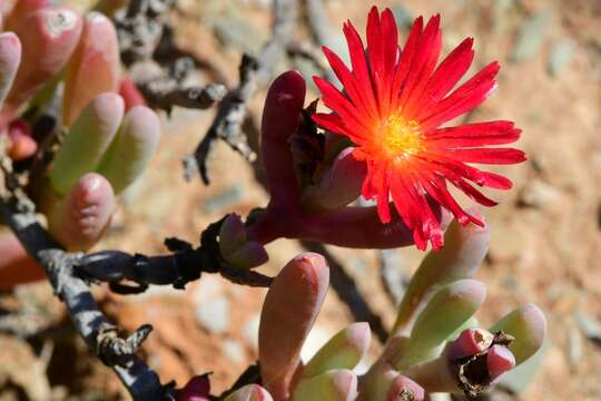 صورة Malephora purpureocrocea (Haw.) Schwant.