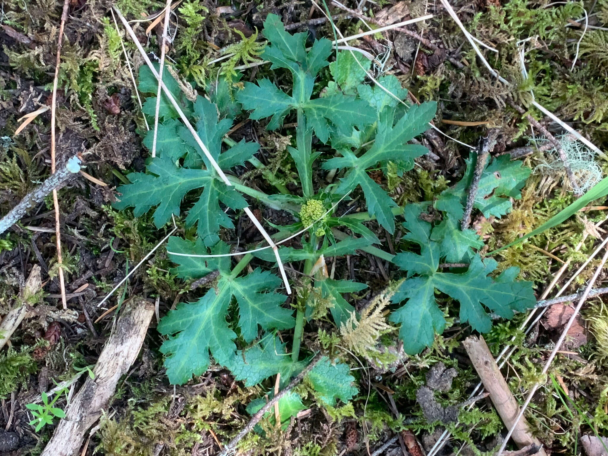 Image of Pacific blacksnakeroot