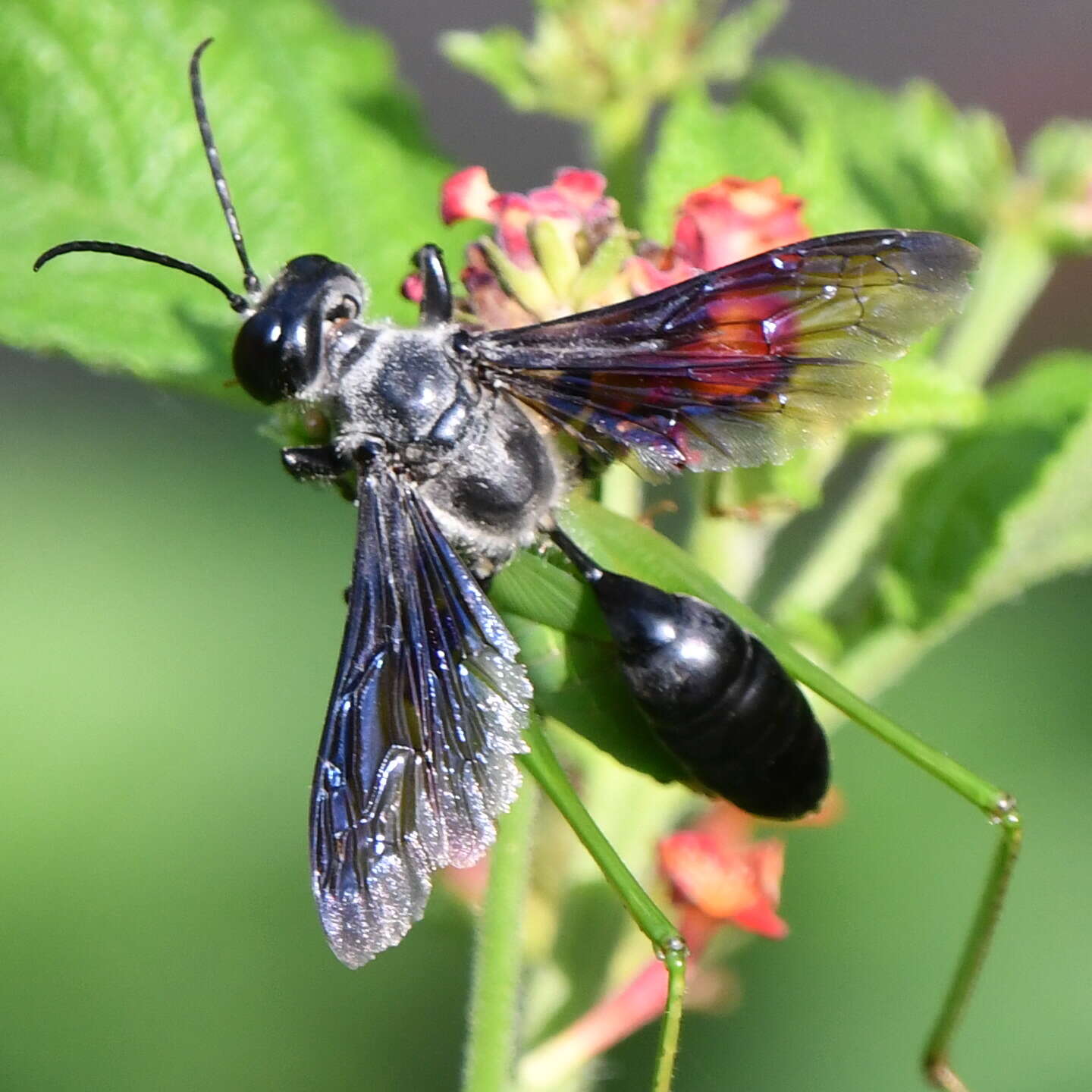 Image of Mud dauber