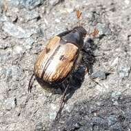 Image of Shining Leaf Chafer