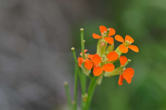 Image of Erysimum croceum Popov