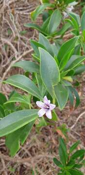 Image de Bontia bontioides (A. Gray) L. V. Aver'yanov