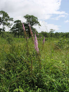 Image de Astilbe rubra Hook. & Thomson