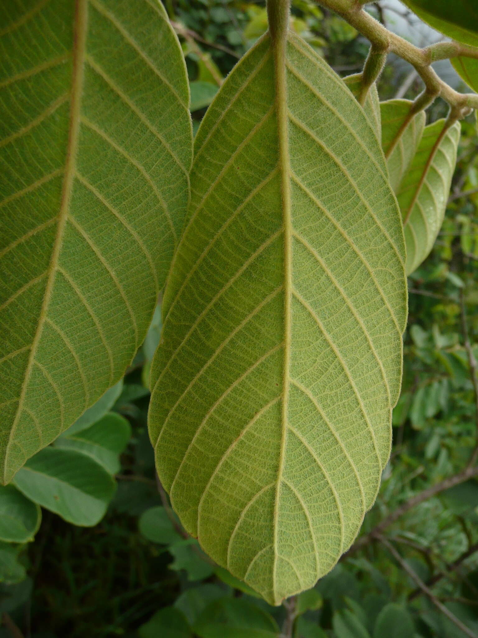 Image of Bridelia ferruginea Benth.