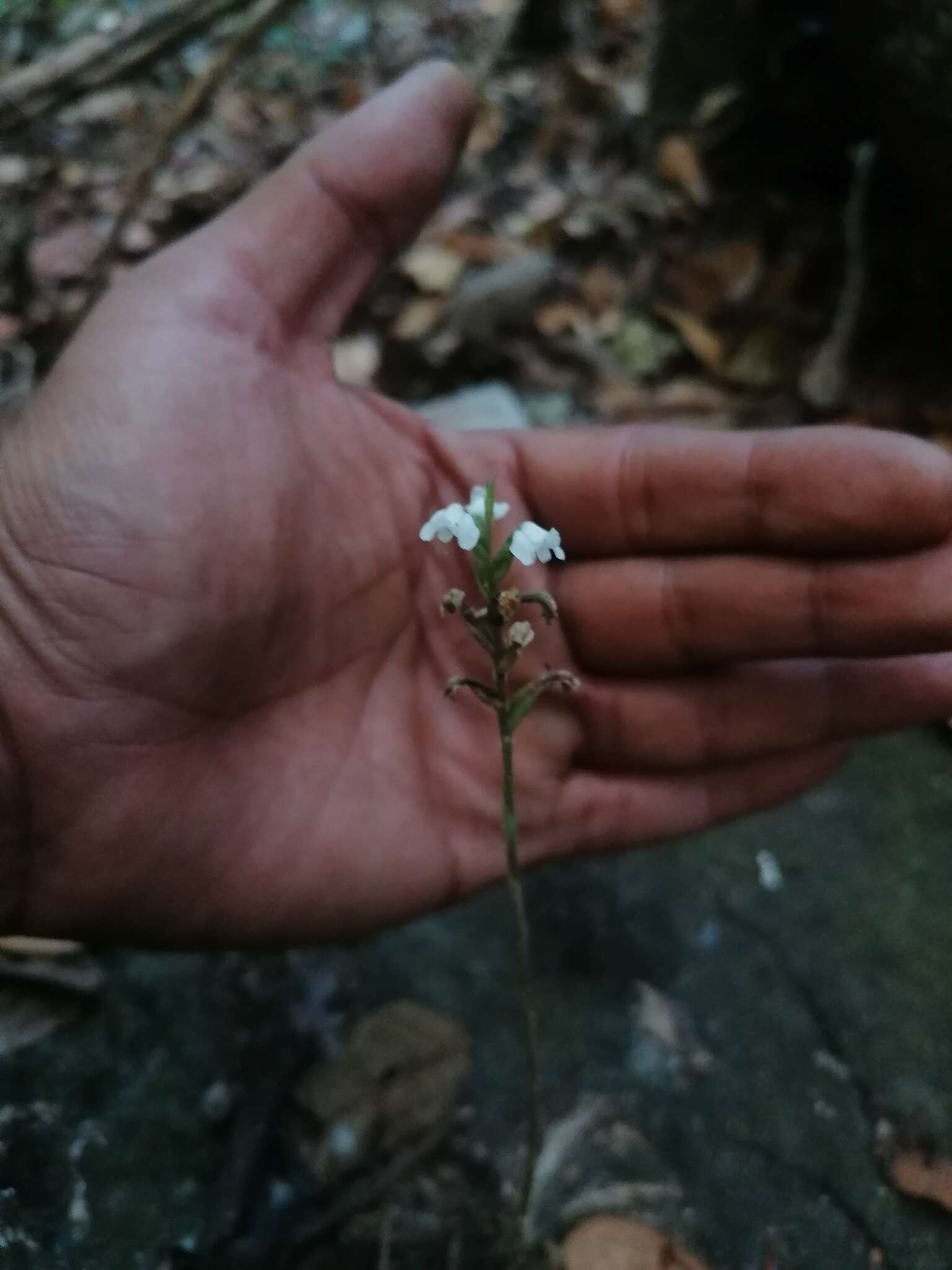 Imagem de Aulosepalum nelsonii (Greenm.) Garay