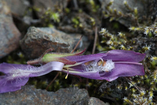 Слика од Penstemon fruticosus var. scouleri (Lindl.) Cronq.