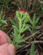 Image of Delosperma multiflorum L. Bol.