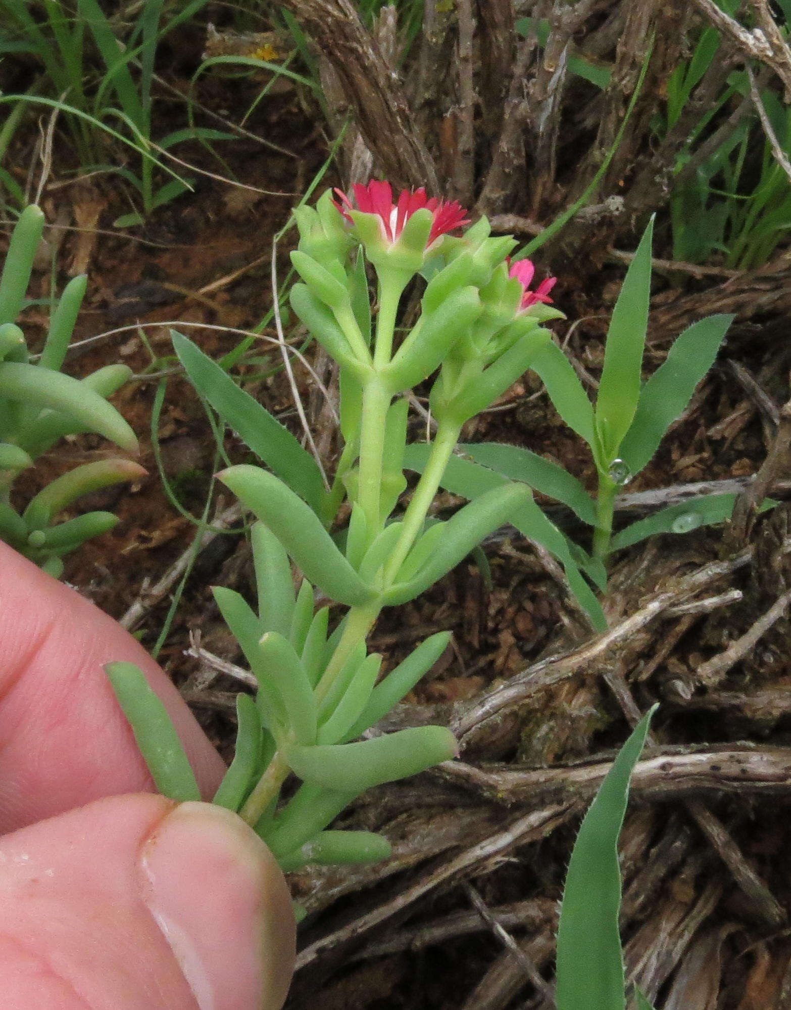 Imagem de Delosperma multiflorum L. Bol.