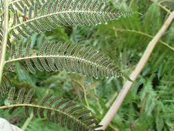 Image of Lacy Tree Fern