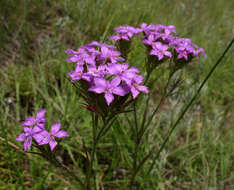 Image of Dianthus pseudarmeria M. Bieb.