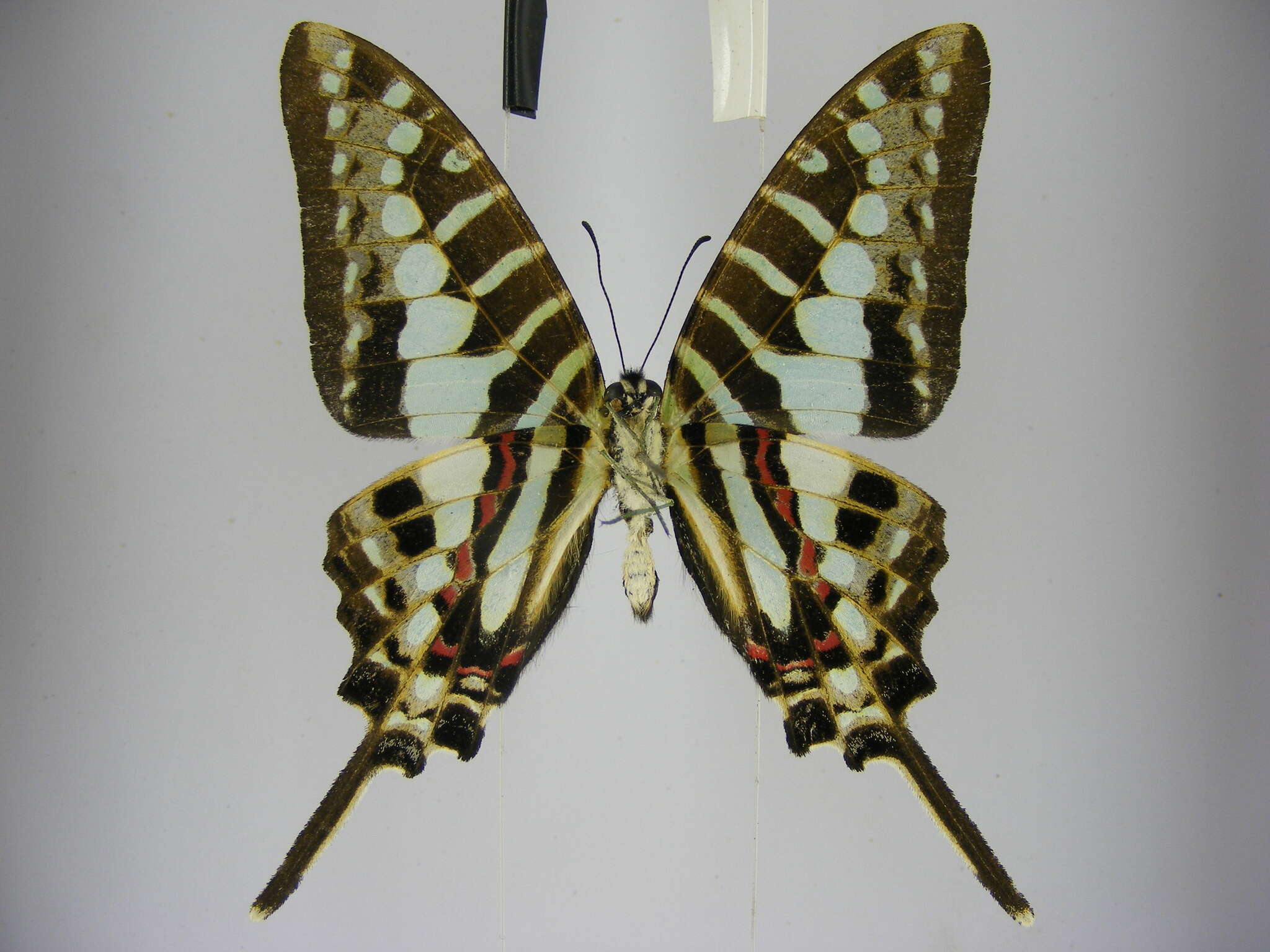 Image de Graphium policenes (Cramer (1775))