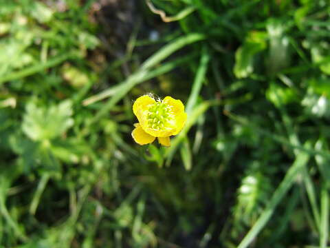 Image of sulphur buttercup