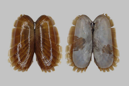 Image of Atlantic Awning Clam