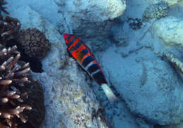 Image of Harlequin Tuskfish