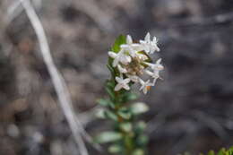 Image of Pimelea linifolia subsp. collina (R. Br.) Threlfall