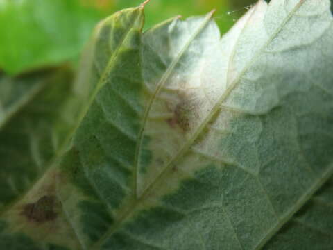 Image of Peronospora sparsa