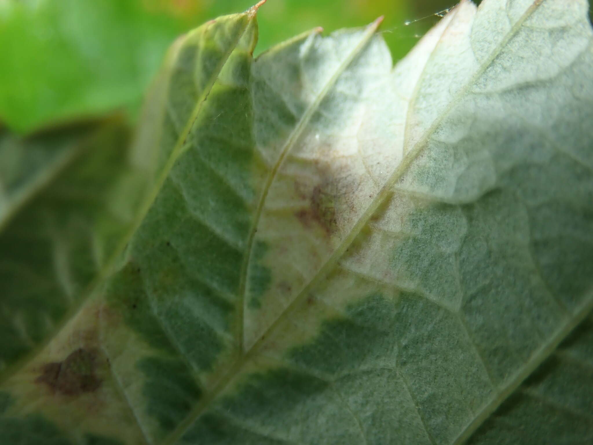 Image de Peronospora sparsa