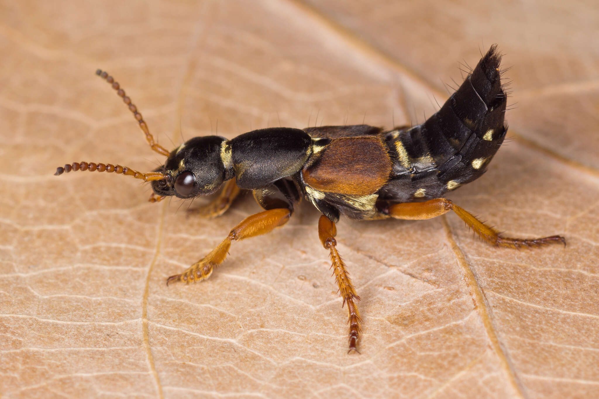 Image of Imperial rove beetle