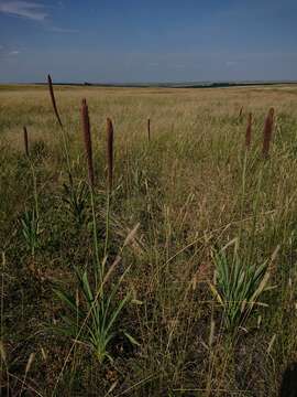 Image of Kniphofia typhoides Codd