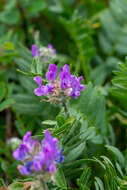 Image of Oxytropis alpestris Schischkin