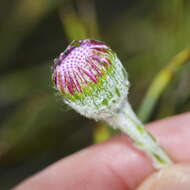 Image of Bolandia elongata (L. fil.) J. C. Manning & Cron