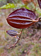 Image de Smilax melastomifolia Sm.