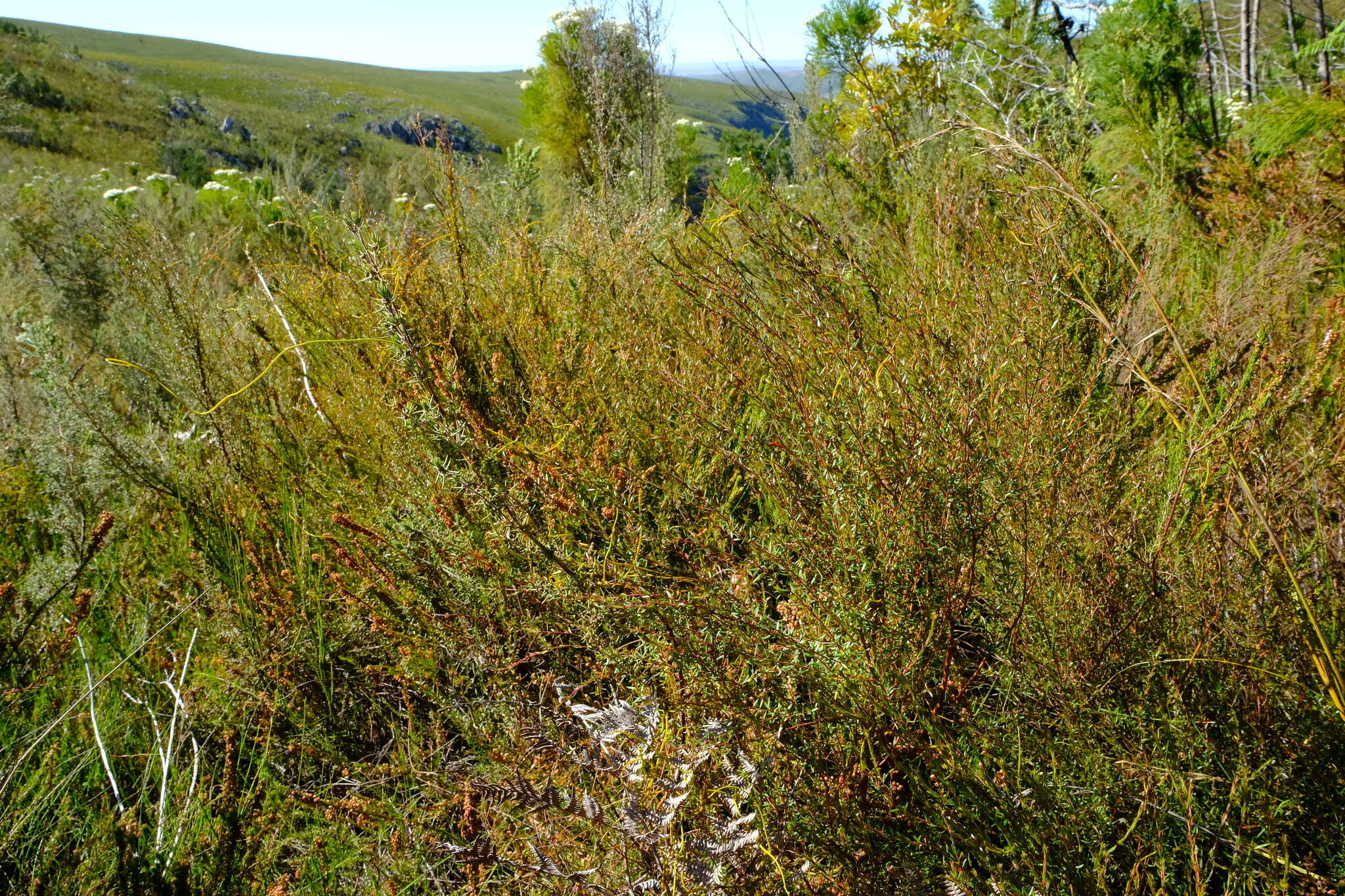 Image of Empleurum fragrans Glover