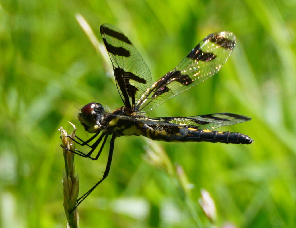 Imagem de Celithemis fasciata Kirby 1889