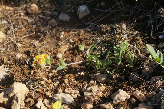 Plancia ëd Anthyllis vulneraria subsp. boissieri (Sagorski) Bornm.