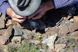 Image de Ranunculus eschscholtzii var. oxynotus (Gray) Jeps.