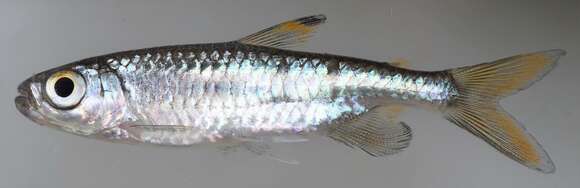 Image of Sharptooth tetra