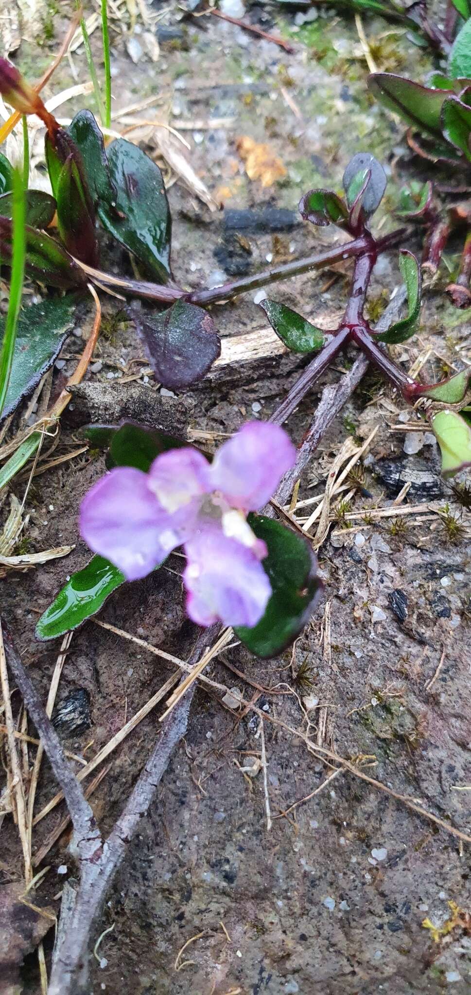 Sivun Brunoniella pumilio (R. Br.) Bremek. kuva