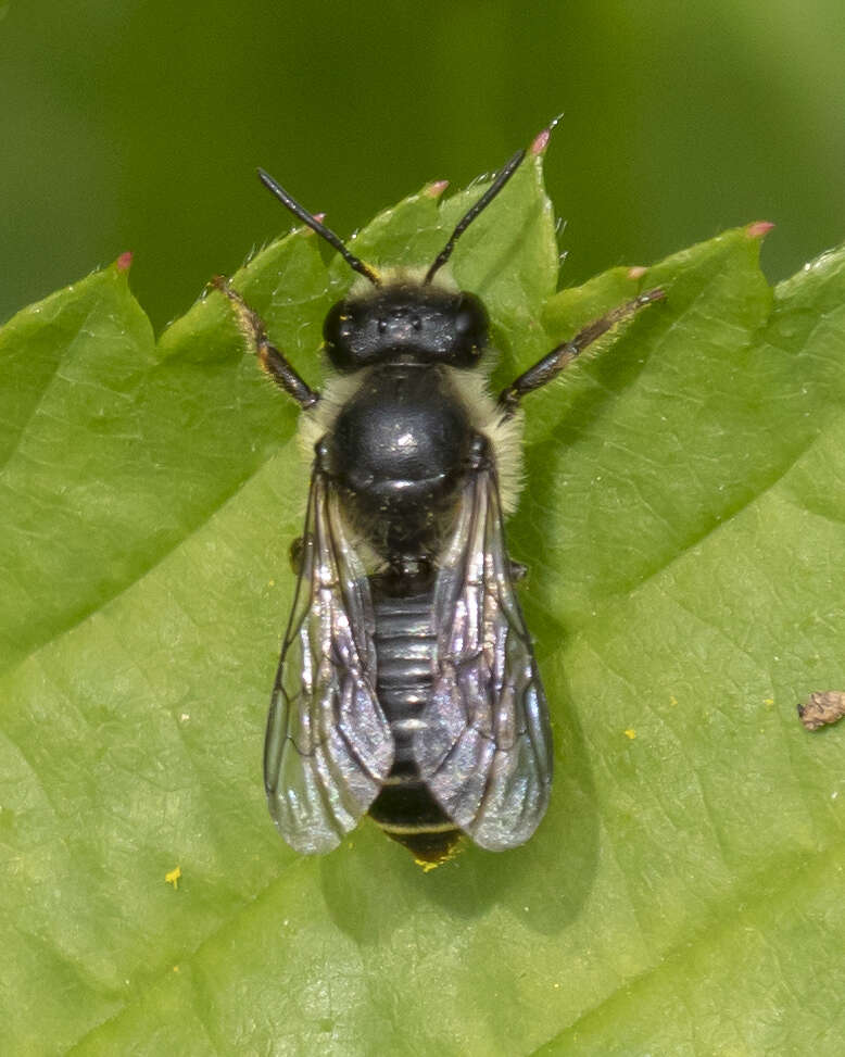 Image of Leafcutter bee