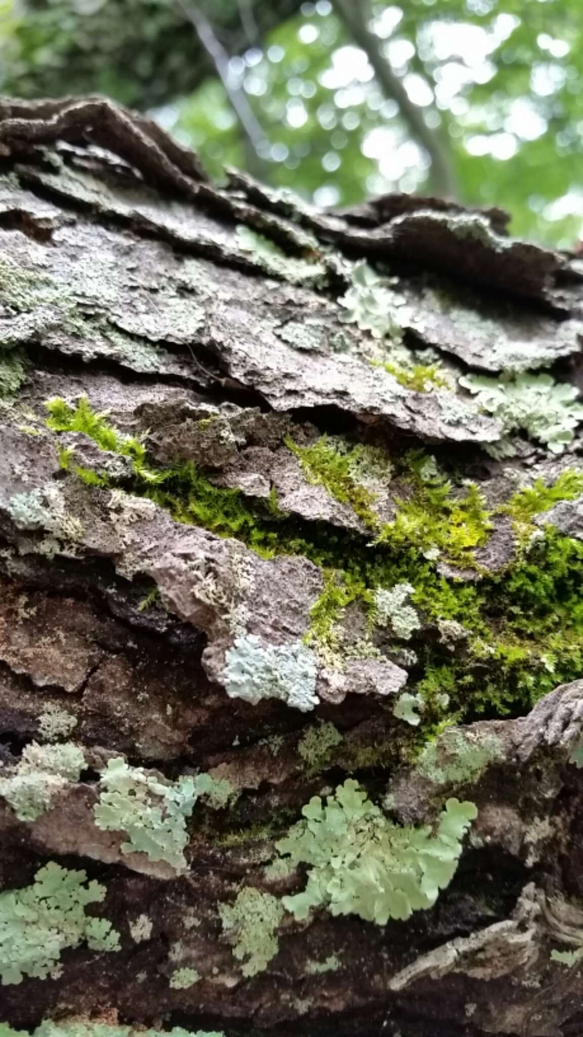 Image of Showman's hypotrachyna lichen