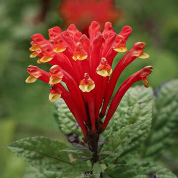 Image de Scutellaria costaricana H. Wendl.