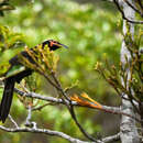 Image of Crow Honeyeater