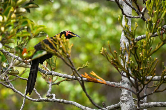 Image of Crow Honeyeater