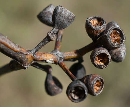 Image of Eucalyptus shirleyi Maiden