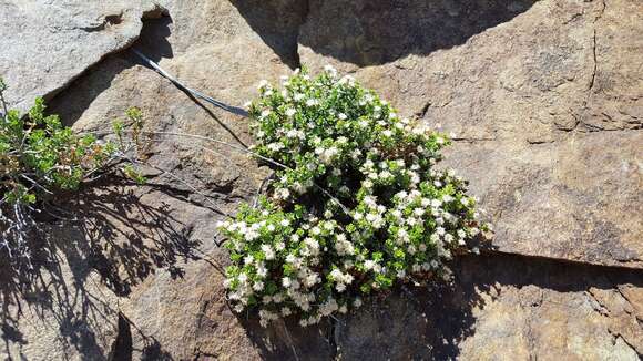 Image of cliff goldenbush